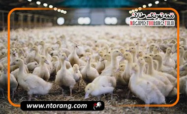 تأثیر نور و دما بر تخم‌گذاری و رشد اردک‌ها